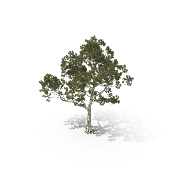 Pine Tree Pinus Bungeana PNG & PSD Images Pine Tree Pinus Bungeana PNG & PSD Images