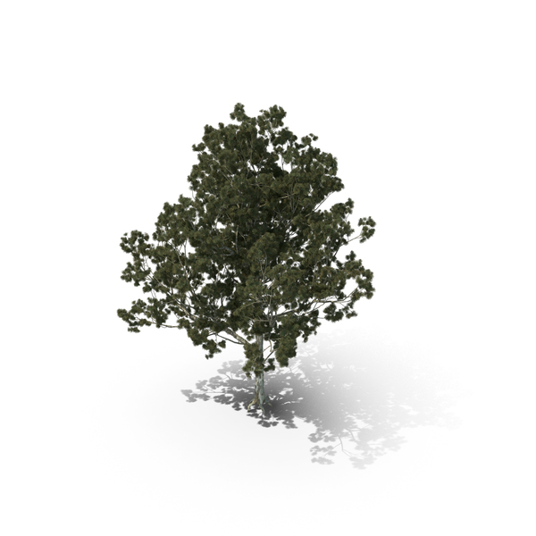 Pine Tree Pinus Bungeana PNG & PSD Images Pine Tree Pinus Bungeana PNG & PSD Images