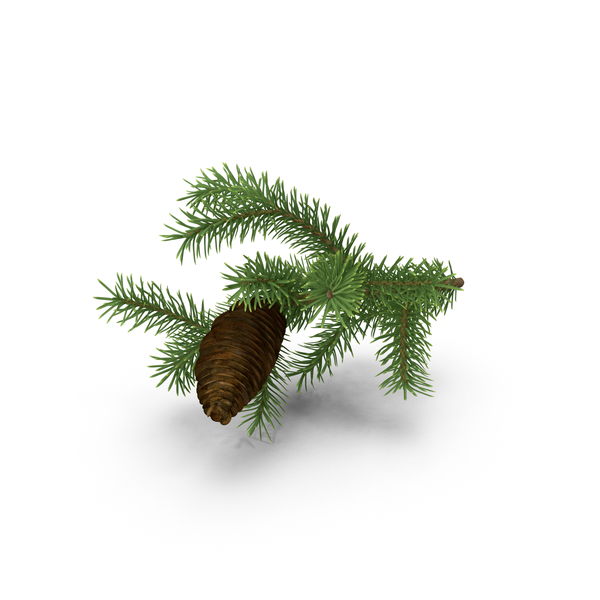 Pine Tree Sprig PNG & PSD Images Pine Tree Sprig PNG & PSD Images