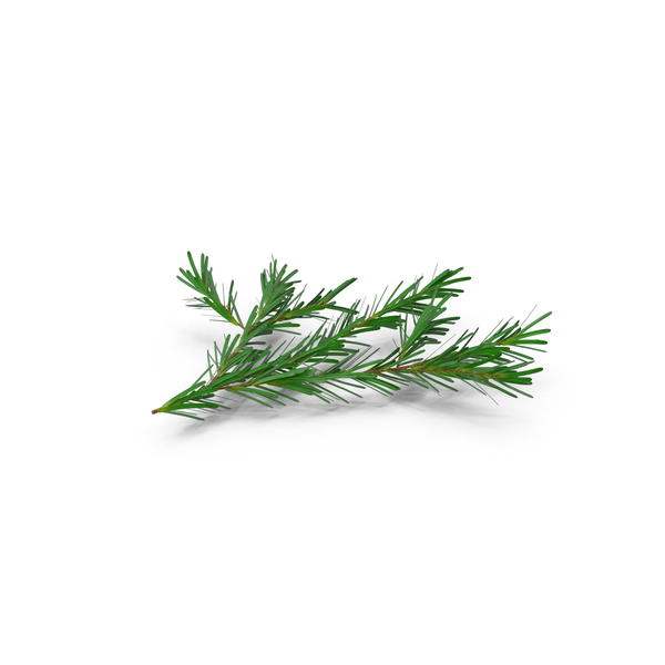 Branch: Pine Tree Sprig PNG & PSD Images Branch: Pine Tree Sprig PNG & PSD Images