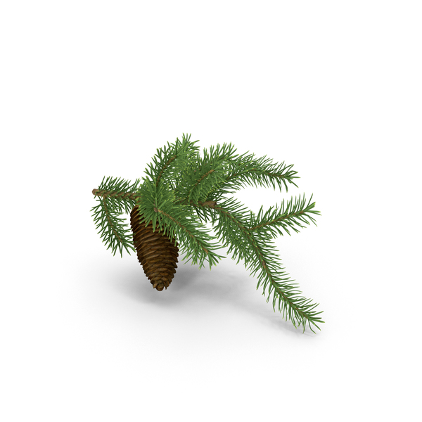 Branch: Pine Tree Sprig PNG & PSD Images Branch: Pine Tree Sprig PNG & PSD Images