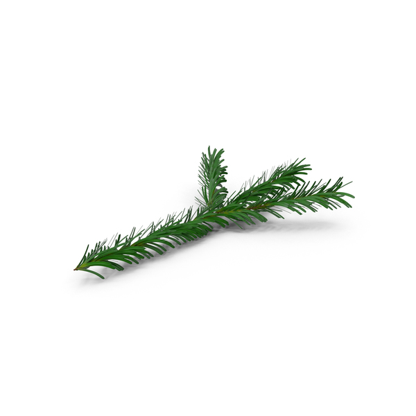 Twig: Pine Tree Sprig PNG & PSD Images Twig: Pine Tree Sprig PNG & PSD Images