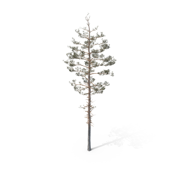 Pine Tree PNG & PSD Images Pine Tree PNG & PSD Images