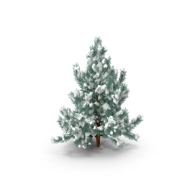 Pine Tree with Snow PNG & PSD Images Pine Tree with Snow PNG & PSD Images