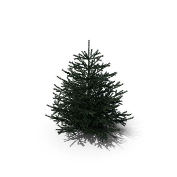 Tree: Pine Trees Set PNG & PSD Images Tree: Pine Trees Set PNG & PSD Images