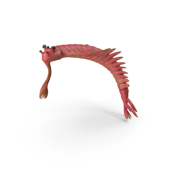 Extinct Animal: Pink Opabinia Flip PNG & PSD Images Extinct Animal: Pink Opabinia Flip PNG & PSD Images