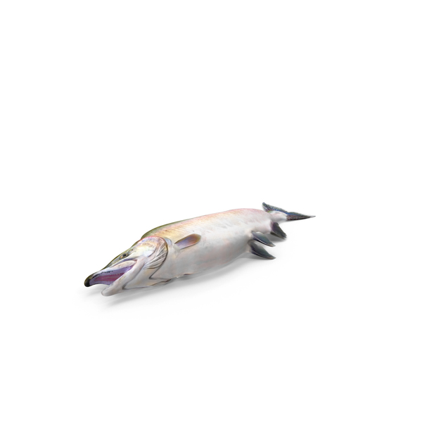 Pink Salmon PNG & PSD Images Pink Salmon PNG & PSD Images