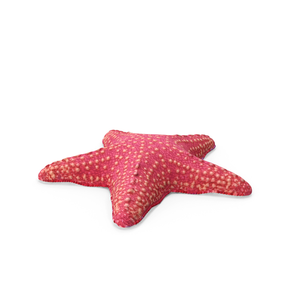 Sea Star: Pink Starfish PNG & PSD Images