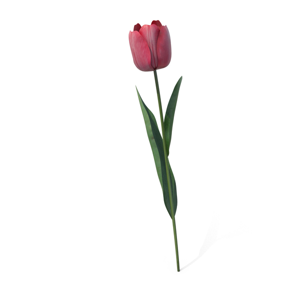Pink Tulip Flower PNG & PSD Images Pink Tulip Flower PNG & PSD Images