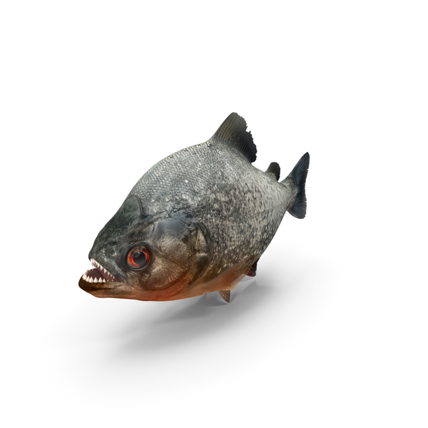 Piranha PNG & PSD Images Piranha PNG & PSD Images