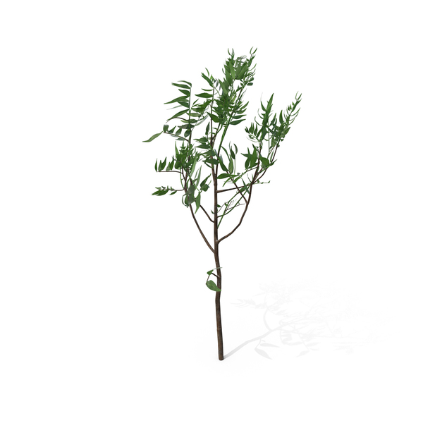 Pistachio Tree PNG & PSD Images