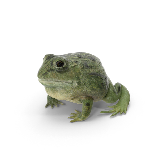 Bullfrog：Pixie Frog PNG和PSD图像