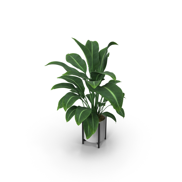 Planter: Plant Aglaonema Modestum PNG & PSD Images Planter: Plant Aglaonema Modestum PNG & PSD Images