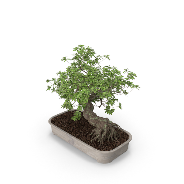 Bonsai Conifer: Plant PNG & PSD Images Bonsai Conifer: Plant PNG & PSD Images