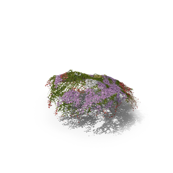 Bush: Plant PNG & PSD Images Bush: Plant PNG & PSD Images