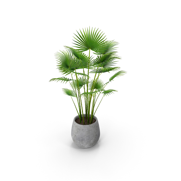 Butterfly Palm: Plant PNG & PSD Images Butterfly Palm: Plant PNG & PSD Images