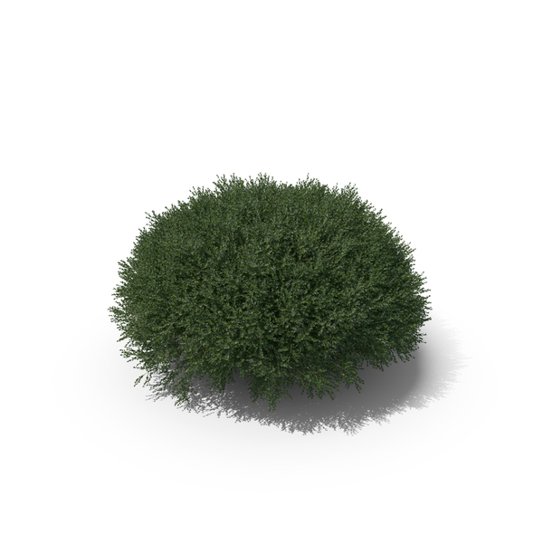 Plant English Holly PNG & PSD Images Plant English Holly PNG & PSD Images
