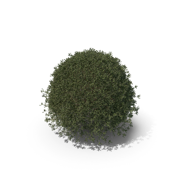 Plant English Holly PNG & PSD Images Plant English Holly PNG & PSD Images