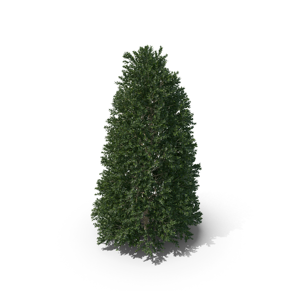 Hawthorn: Plant English Holly PNG & PSD Images Hawthorn: Plant English Holly PNG & PSD Images