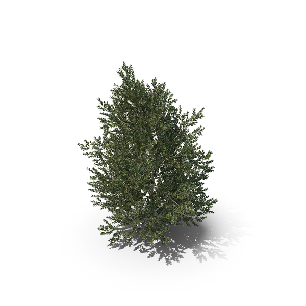 Hawthorn: Plant English Holly PNG & PSD Images Hawthorn: Plant English Holly PNG & PSD Images