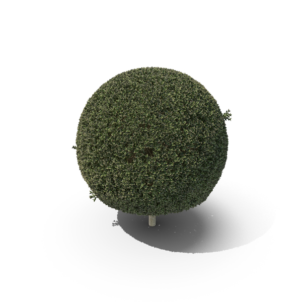 Hawthorn: Plant English Holly PNG & PSD Images Hawthorn: Plant English Holly PNG & PSD Images