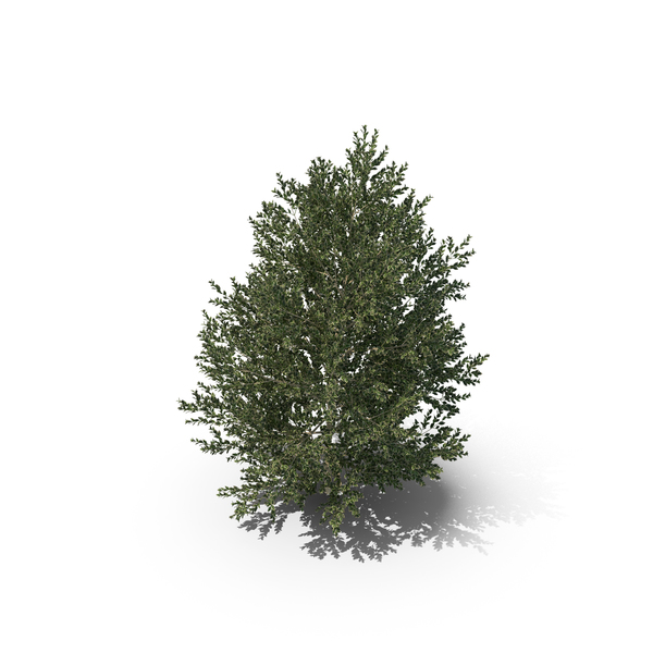 Hawthorn: Plant English Holly PNG & PSD Images Hawthorn: Plant English Holly PNG & PSD Images