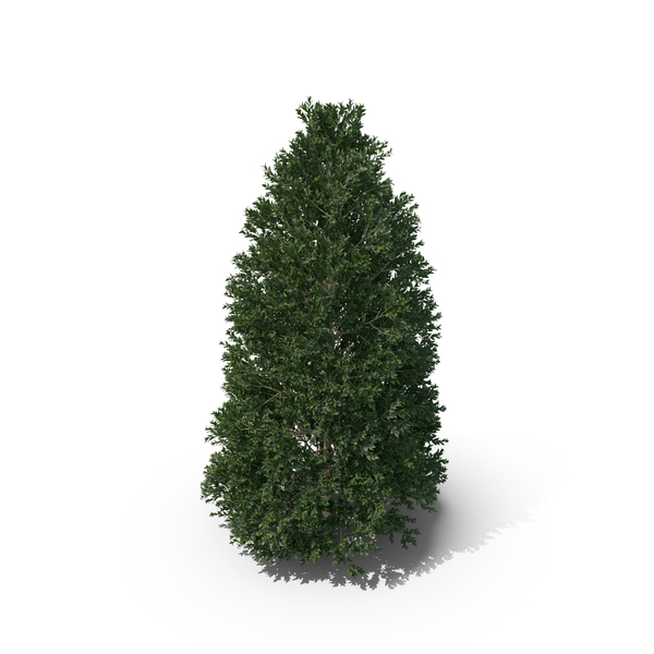 Hawthorn: Plant English Holly PNG & PSD Images Hawthorn: Plant English Holly PNG & PSD Images