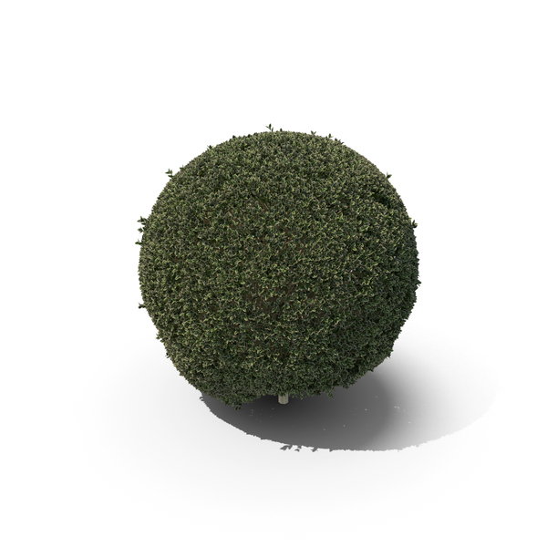 Hawthorn: Plant English Holly PNG & PSD Images Hawthorn: Plant English Holly PNG & PSD Images