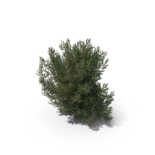Hawthorn: Plant English Holly PNG & PSD Images Hawthorn: Plant English Holly PNG & PSD Images