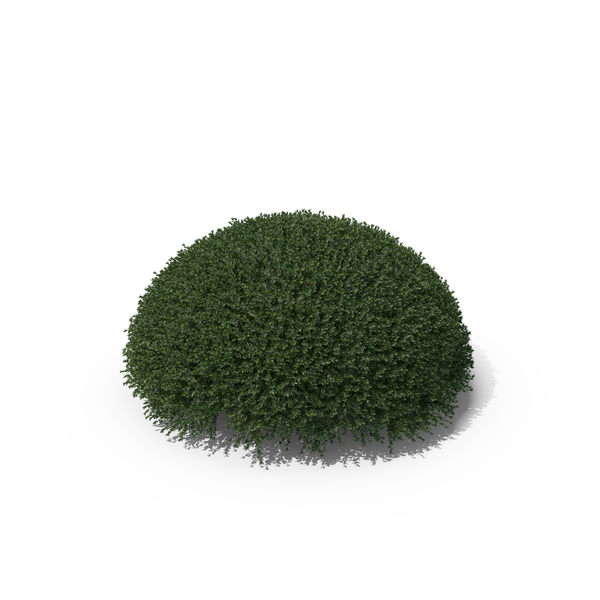 Hawthorn: Plant English Holly PNG & PSD Images Hawthorn: Plant English Holly PNG & PSD Images