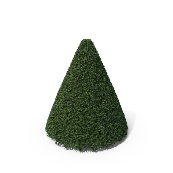 Hawthorn: Plant English Holly PNG & PSD Images Hawthorn: Plant English Holly PNG & PSD Images