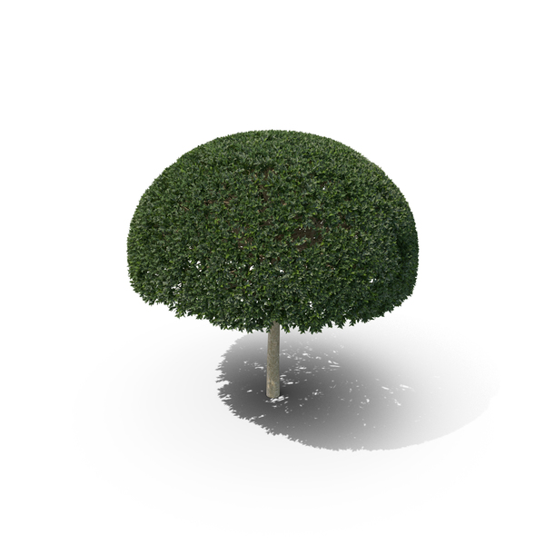 Hawthorn: Plant English Holly PNG & PSD Images Hawthorn: Plant English Holly PNG & PSD Images