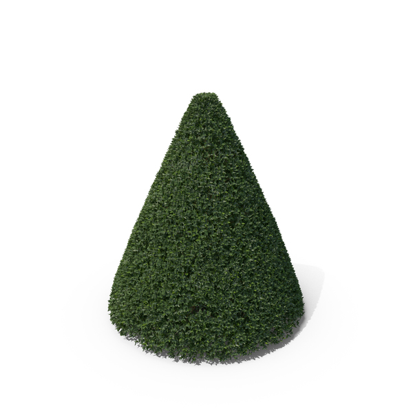 Hawthorn: Plant English Holly PNG & PSD Images Hawthorn: Plant English Holly PNG & PSD Images