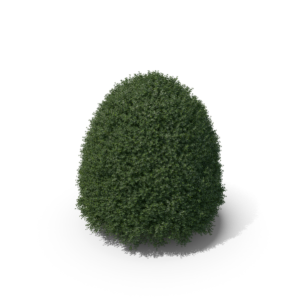 Hawthorn: Plant English Holly PNG & PSD Images Hawthorn: Plant English Holly PNG & PSD Images
