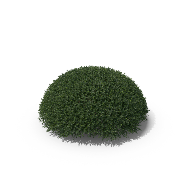 Hawthorn: Plant English Holly PNG & PSD Images Hawthorn: Plant English Holly PNG & PSD Images