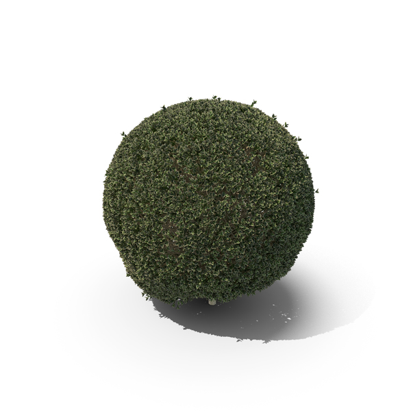 Hawthorn: Plant English Holly PNG & PSD Images Hawthorn: Plant English Holly PNG & PSD Images