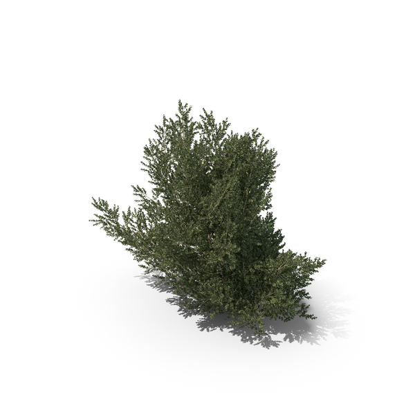 Hawthorn: Plant English Holly PNG & PSD Images Hawthorn: Plant English Holly PNG & PSD Images