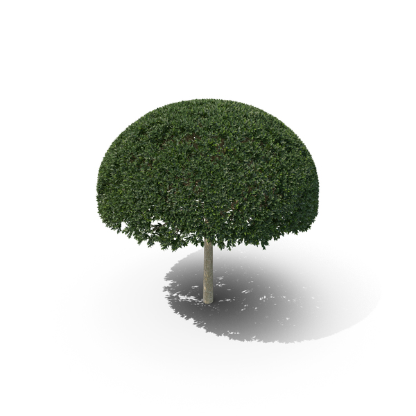 Hawthorn: Plant English Holly PNG & PSD Images Hawthorn: Plant English Holly PNG & PSD Images