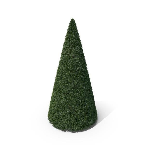 Hawthorn: Plant English Holly PNG & PSD Images Hawthorn: Plant English Holly PNG & PSD Images