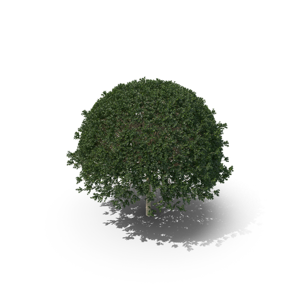 Hawthorn: Plant English Holly PNG & PSD Images Hawthorn: Plant English Holly PNG & PSD Images