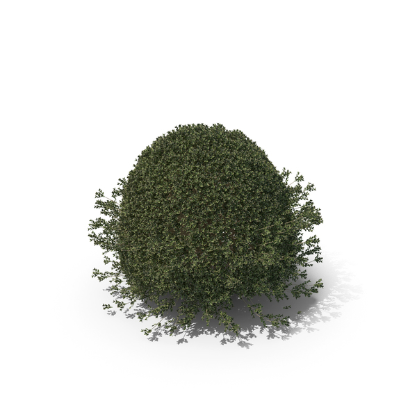 Hawthorn: Plant English Holly PNG & PSD Images Hawthorn: Plant English Holly PNG & PSD Images