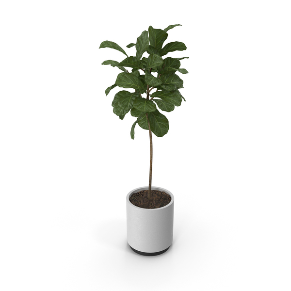 Flower Pot: Plant Ficus Lyrata PNG & PSD Images Flower Pot: Plant Ficus Lyrata PNG & PSD Images