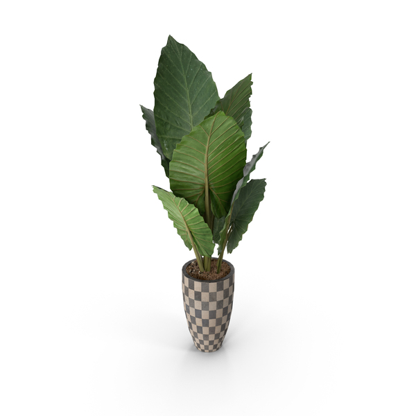 Flower Pot: Plant PNG & PSD Images Flower Pot: Plant PNG & PSD Images