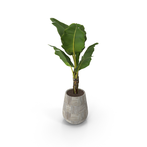 Monstera: Plant in Grey Vase PNG & PSD Images Monstera: Plant in Grey Vase PNG & PSD Images
