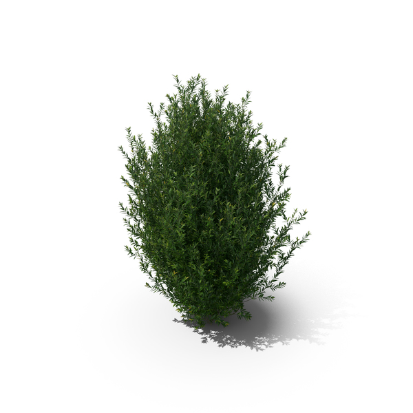 Plant Ligustrum Vulgare PNG & PSD Images Plant Ligustrum Vulgare PNG & PSD Images