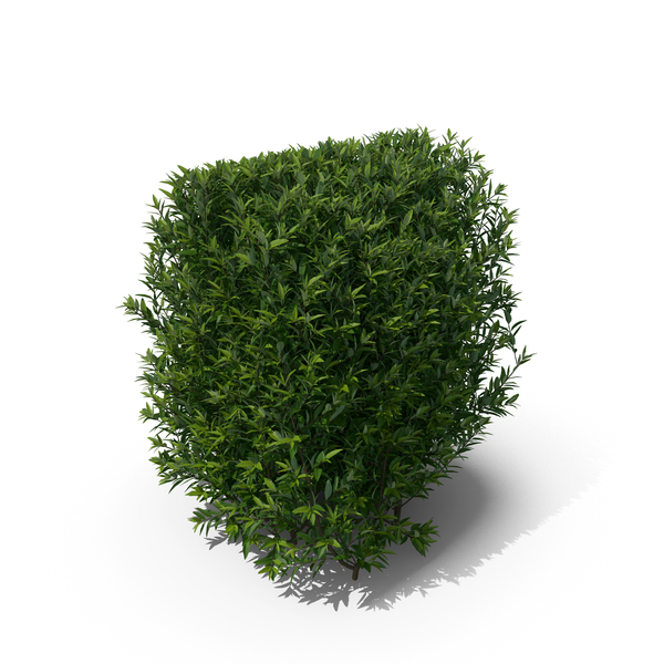 Plant Ligustrum Vulgare PNG & PSD Images Plant Ligustrum Vulgare PNG & PSD Images