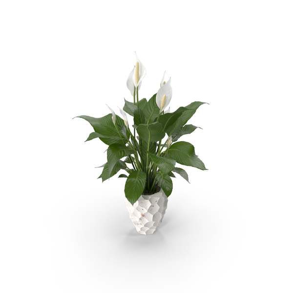 Flower: Plant Lily Spathiphyllum In Ceramic Pot PNG & PSD Images Flower: Plant Lily Spathiphyllum In Ceramic Pot PNG & PSD Images