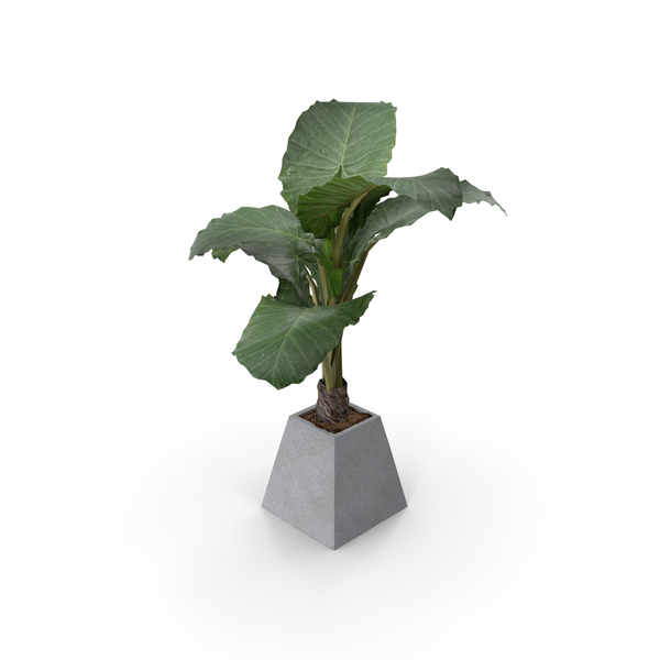 Palm Tree: Plant PNG & PSD Images Palm Tree: Plant PNG & PSD Images