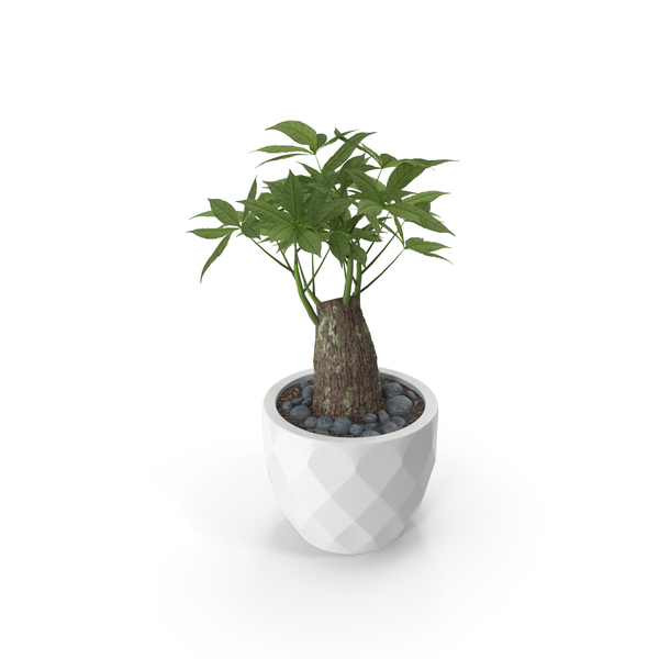 Planter: Plant PNG & PSD Images Planter: Plant PNG & PSD Images