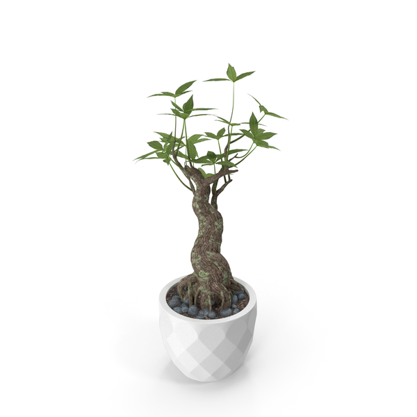 Planter: Plant PNG & PSD Images Planter: Plant PNG & PSD Images